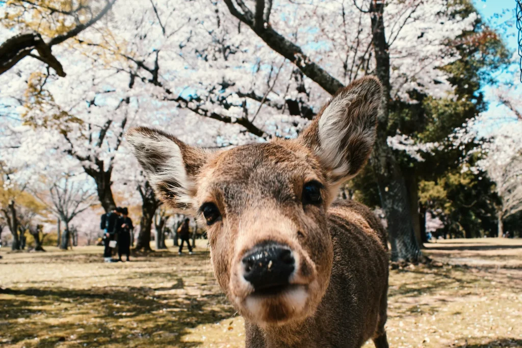 Japón Sensei by Himba – Marzo