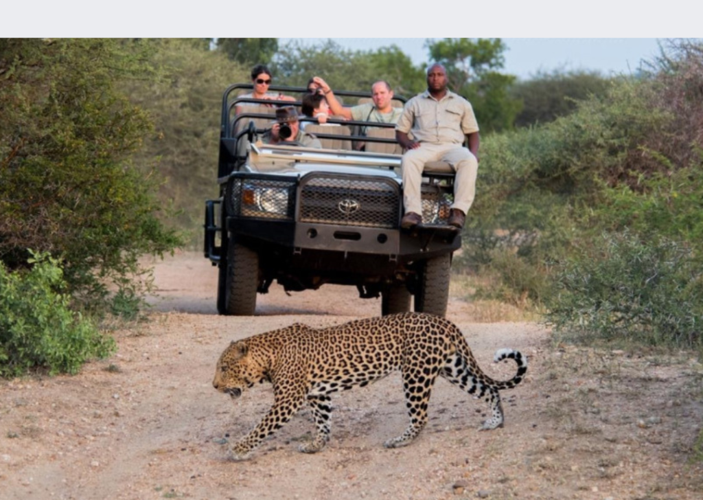 leopardos EN SAFARI A SUDAFICA