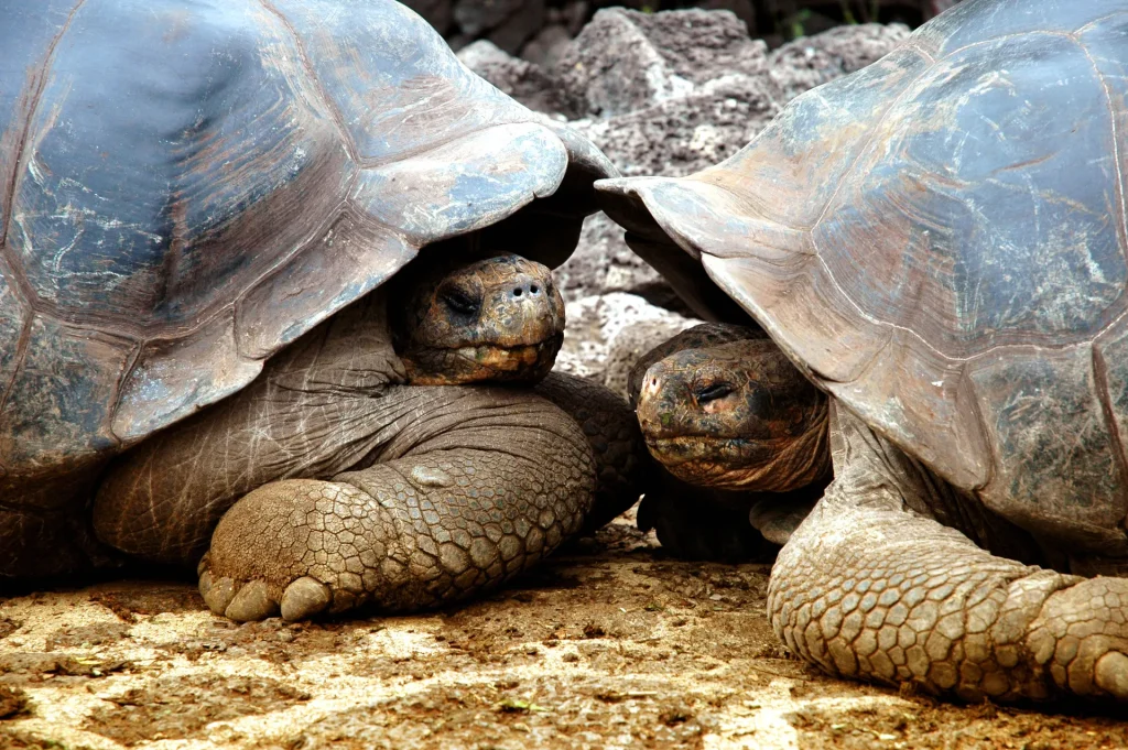 Ecuador, Amazonia & Galapagos, by Himba
